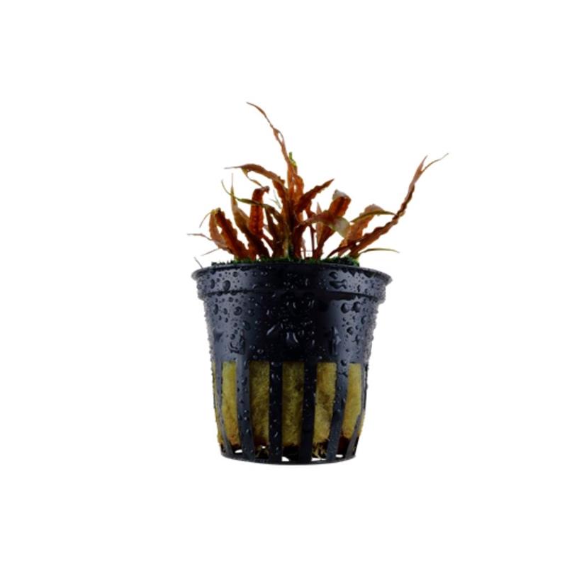 Planta acvariu Cryptocoryne Albida Brown Tropica - imagine 4